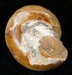 Polished Fossil Snail (Pleurotomaria) #13186-1
